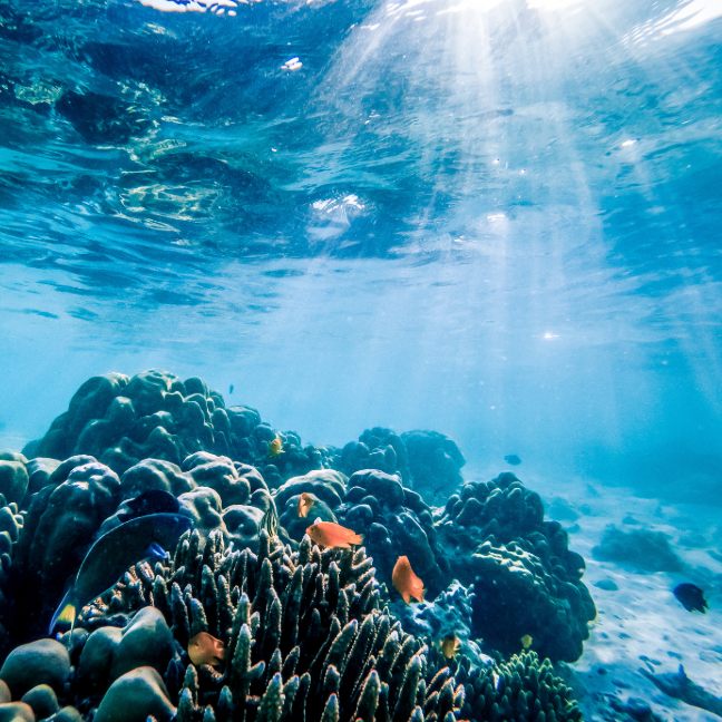 Under the surface of the waves, looking at a coral reef with multicoloured tropical fish.