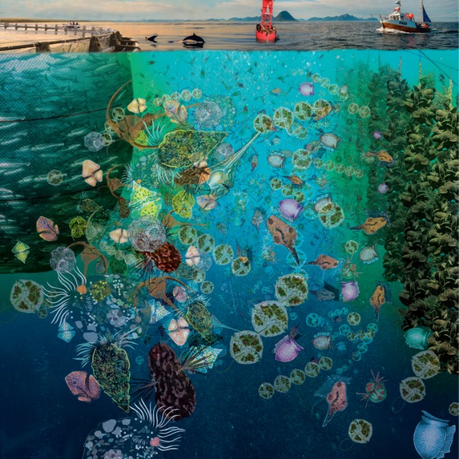 Under the surface of the waves, looking at plankton and sea life.